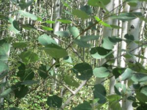 Healthcare Data, Privacy And Flip-Flopping Health Wonks