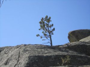 Skinny Health Insurance In The Large Group Market