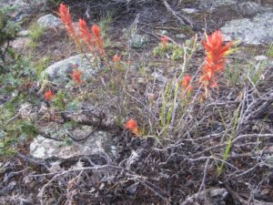 ACA Getting Job Done