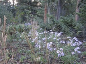 people who have big dreams that have been weighed down by practical limitations like health insurance